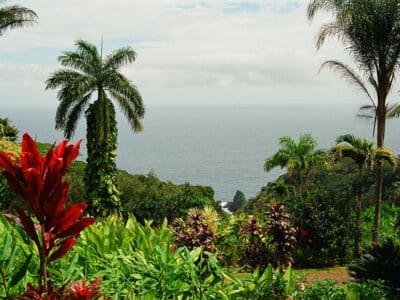 10 Tips for Successful Gardening in Costa Rica