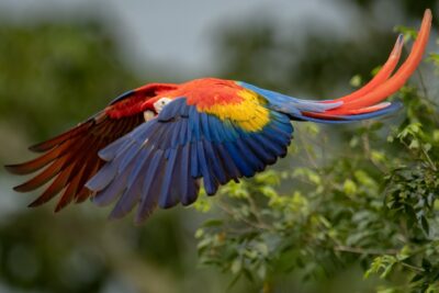 Colorful tropical birds perched among the Costa Rican rainforest canopy
